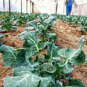how to start vegetable Garden Layout