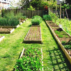 How to Start Vegetable Garden: The Perfect Spot