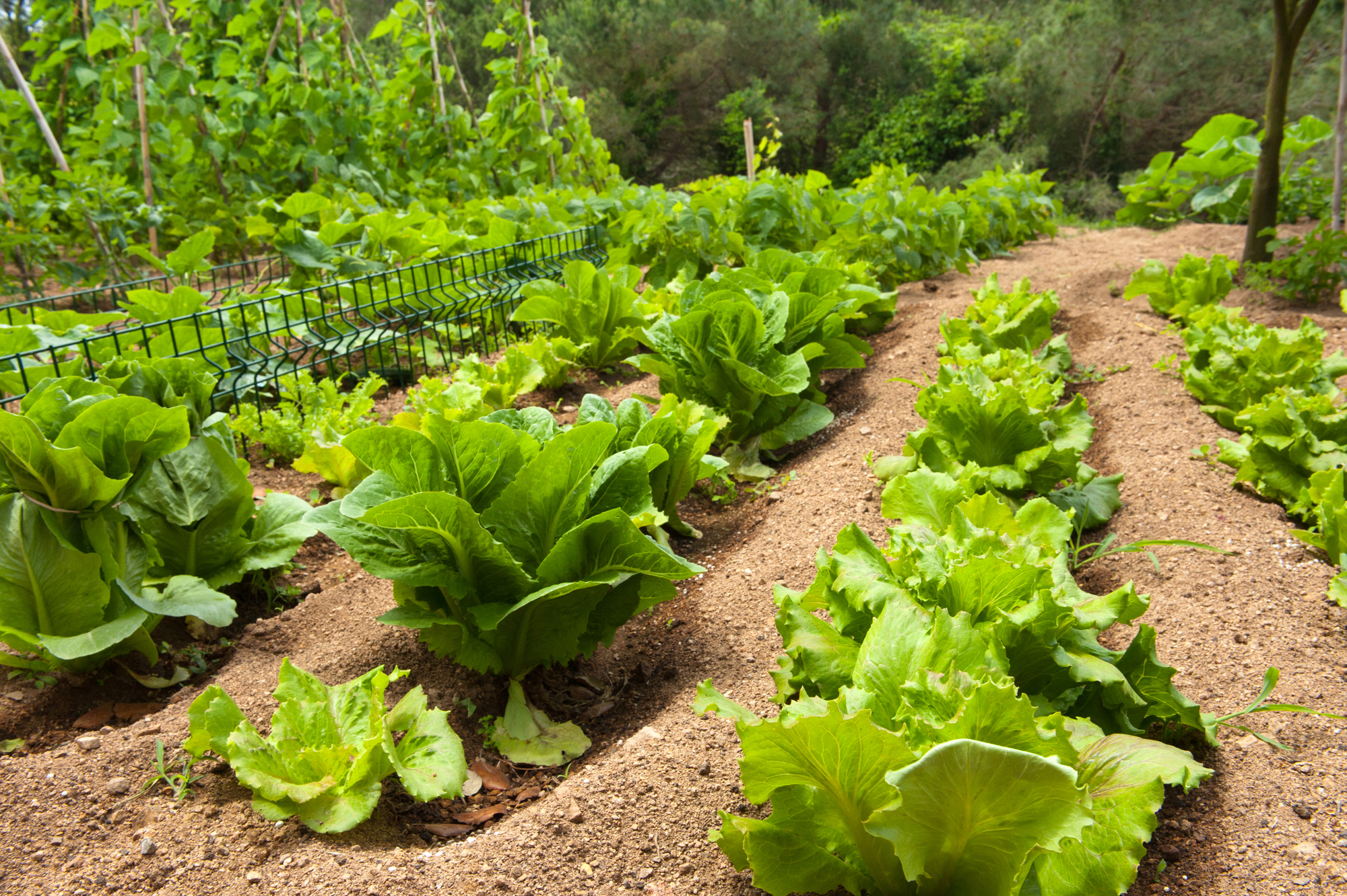 lettuce in the vegetable garden